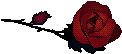 A RED ROSE