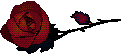 A RED ROSE